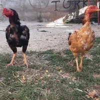 خروس و مرغ لاری اصل