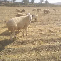 قوچ
