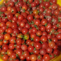 گوجه گیلاسی سخوید