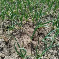 کودهای زیستی کروا، اصلاح خاک و باردهی»