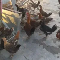 جوجه خروس گلین
