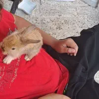 خرگوش