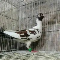 کبوتر یکت سفید طوقی دمسفید جفتگاه آلمانی