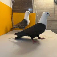 کلاغ کربلایی کاکلی و ساده