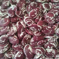 لوبیا عروس پرمحصول مخصوص کاشت