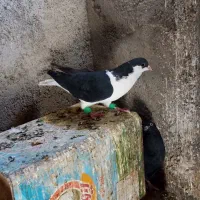 کبوتر پشت رنگ سیاه