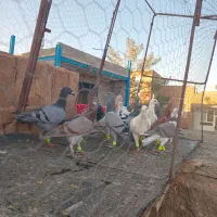 کفتربوم