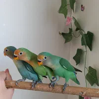 جوجه برزیلی ،برزیلی جفت،مرغ عشق