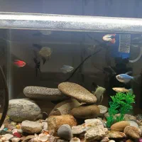 اکواریوم با ماهی