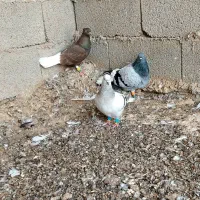 کبوتر|پرنده|بوشهر, |دیوار