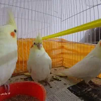 عروس هلندی.جوجه
