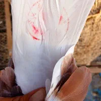 کبوتر پرشی سوقدیم