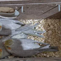 عروس هلندی