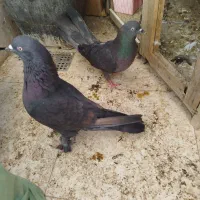 جفت کفتر کبوتر زاغ پاک