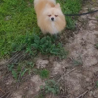 سگ پاکوتاه پامر