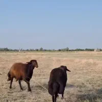 س۲۴حجاج کربلایی....با قصاب در هر تایمی گوسفند زنده