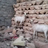 فروش دوعدد کهره نر وماده نری دروگ صومال