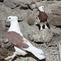 کبوتر|پرنده|رابر, |دیوار