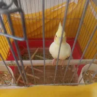 جفت عروس هلندی