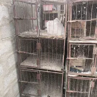 کبوتر جفت گیری