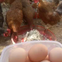 تخم مرغ محلی تازه و درشت ارگانیک