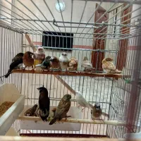 فنج بنگالی جوجه