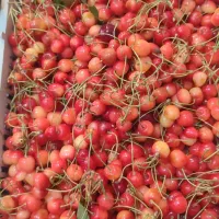 گیلاس متوسط 50تومن