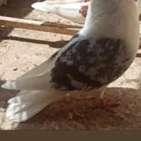 پلاکی گرده دار