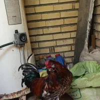 خروس