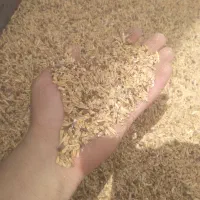 گندم شکسته خوراک دام