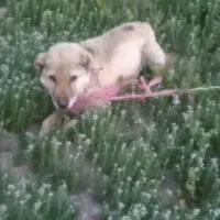 توله سگ