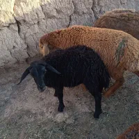دوعدد بره ماده آماده برای پروار