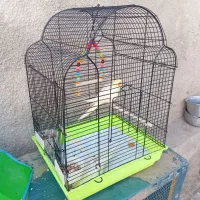 عروس هلندی گم شده