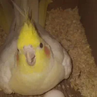 عروس هلندی ماده