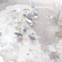 کفتر|پرنده|بلورد, |دیوار