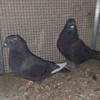 کاشونی سیاه