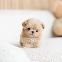 سگ های جیبی تخفیف خورده