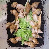 حلزون و خاویار حلزون