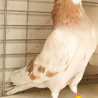 چندعددکبوتر زرد هما سرور دم سفید طوقی شازده