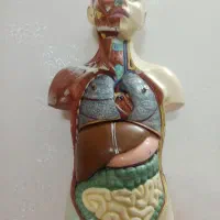 مجسمه انسان (مولاژ نیم تنه)