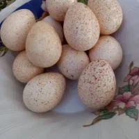 تخم بوقلمون