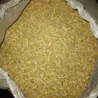 گندم آبی|گل و گیاه طبیعی|سلماس, |دیوار