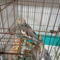 عروس هلندی سالم
