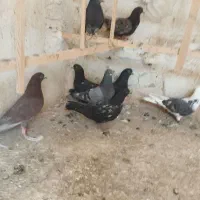 کفتر