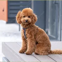 پودل نر جهت جفتگیری