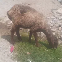 گو سفند بره