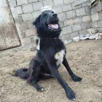 سگ نر گله ای