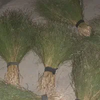 جارو محلی نرم