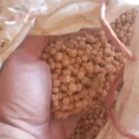 نخود|خوردنی و آشامیدنی|جاپلق, |دیوار