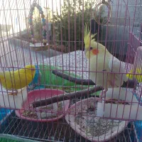 مرغ عشق|پرنده|لنده, |دیوار